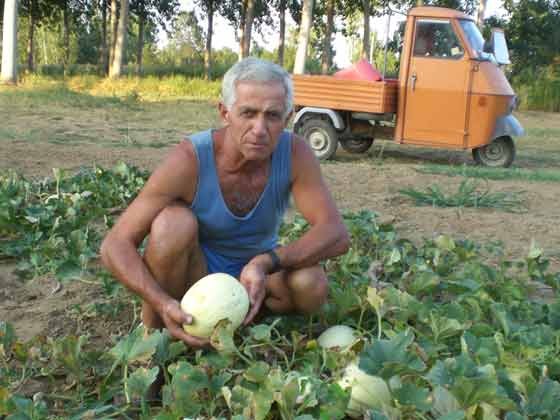 Angelo Ropolo en su huerto, recolectando melones Argentinos (Ago/2007)